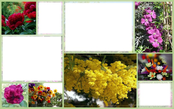 Cadre fleurs Fotomontage