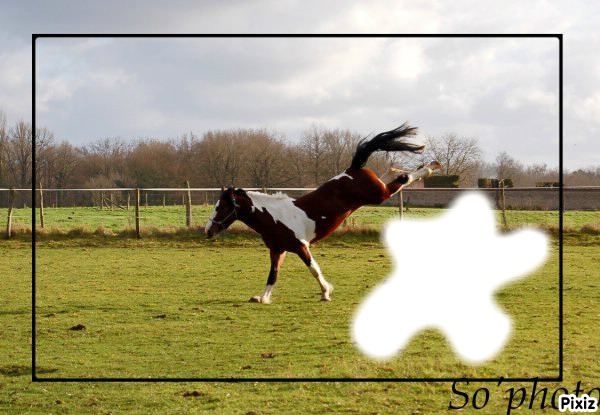 le cheval sa decouafe Photomontage