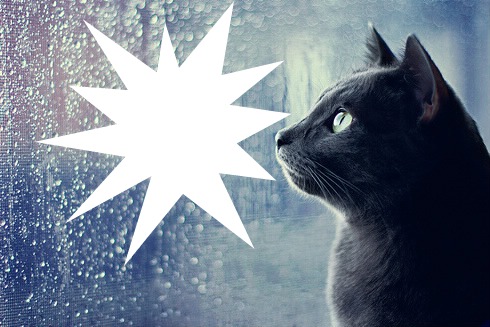 pluie chat Photo frame effect