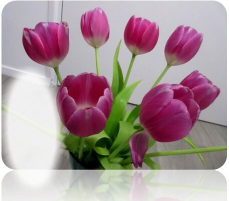 tulipe Montaje fotografico
