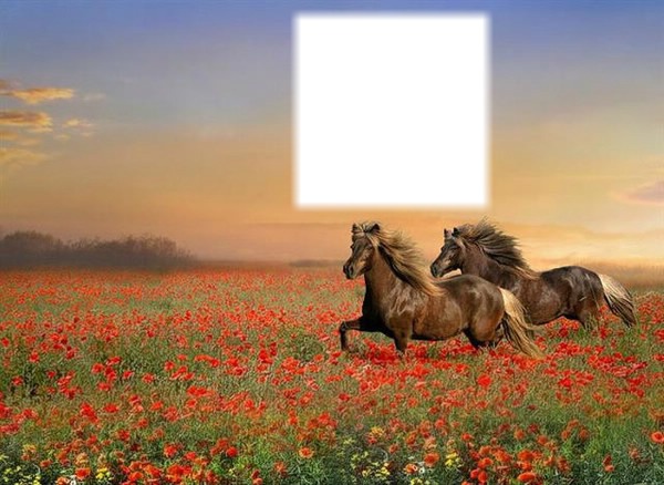 cheval coquelicot Photo frame effect