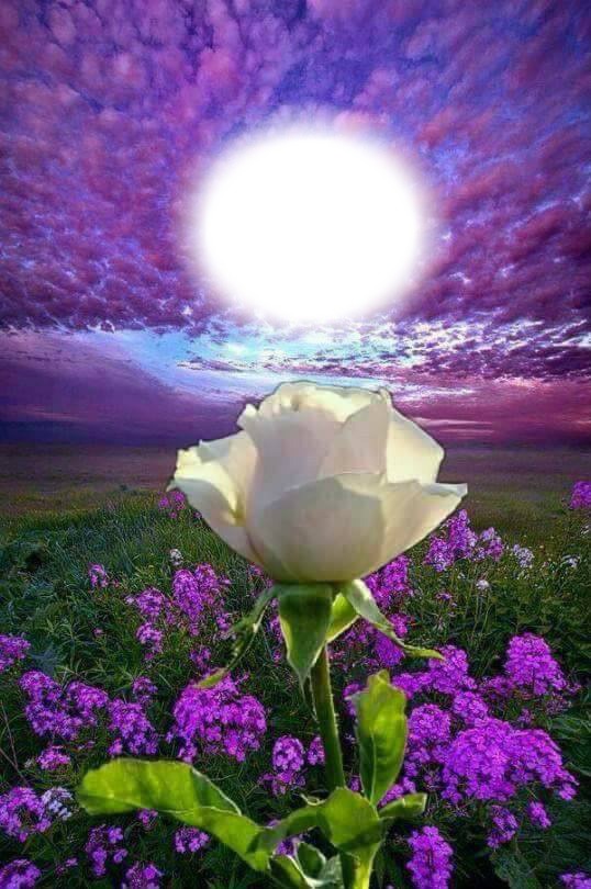 lavish white rose bb Фотомонтаж