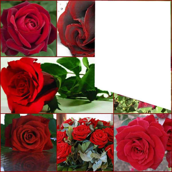Les roses rouge Fotomontāža