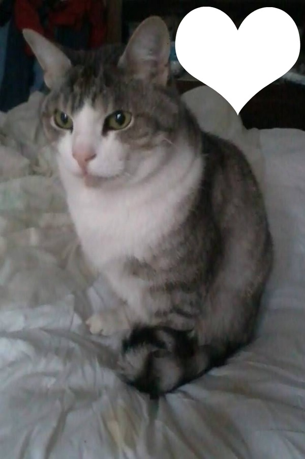 Félix mon chat Montaje fotografico
