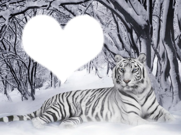 jaime les tigres Fotomontasje