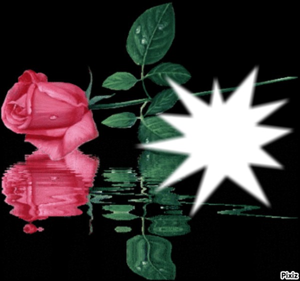 reflet d'une rose Fotomontage