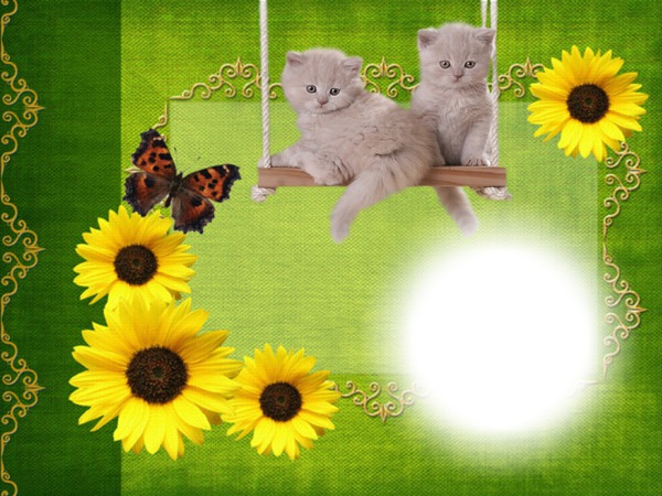 Cadre chatons Montage photo
