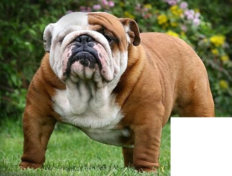 #Bulldog Fotomontaggio