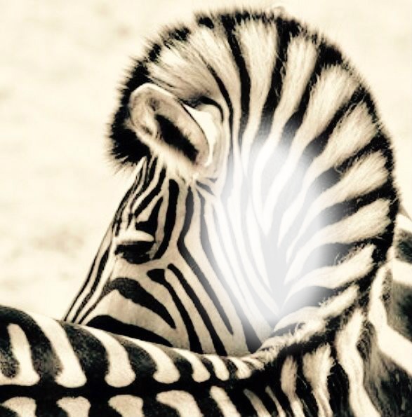 zebra juve Montaje fotografico