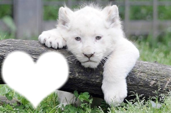 bébé lion blanc 3 mois " RARE" Photomontage
