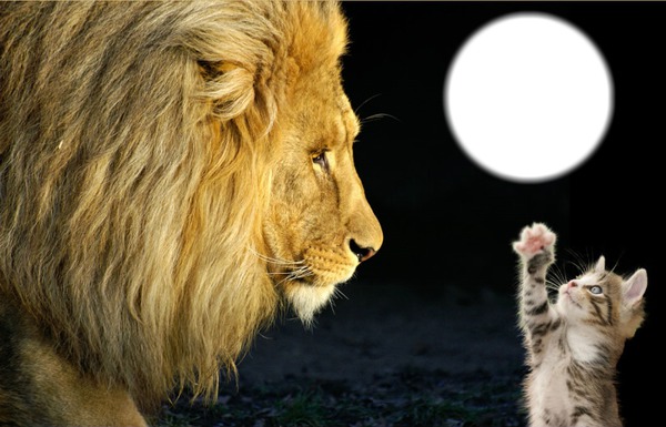 Big cat and little cat Photo frame effect