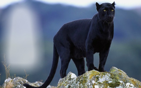 black panther Fotomontáž