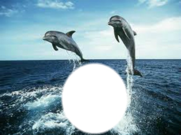 tiernos delfines 1 foto Fotomontasje