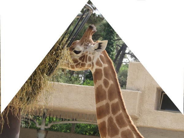 girafe Valokuvamontaasi