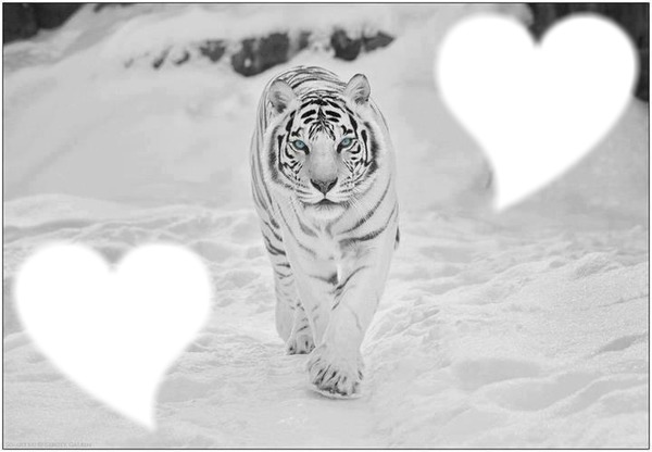 tiger black  &  white Montaje fotografico