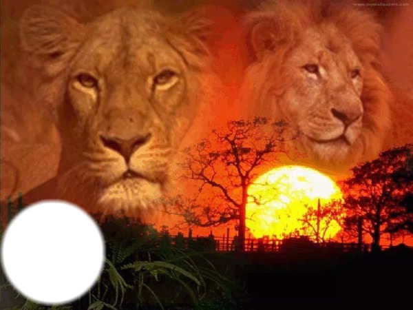 couchez de soleil deux lion Photomontage