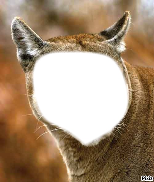 cougar Фотомонтажа