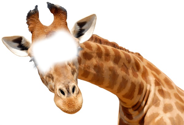 girafe フォトモンタージュ
