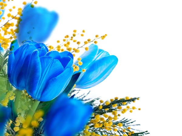 Tulipes bleues Фотомонтажа