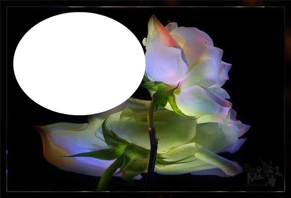 rosa Fotomontage