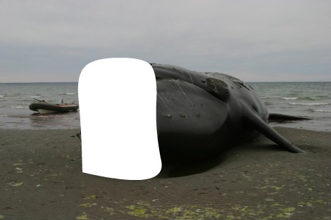 pon tu foto en el cuerpo de una ballena Fotomontasje