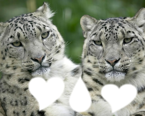 l'amour des tigres Фотомонтажа