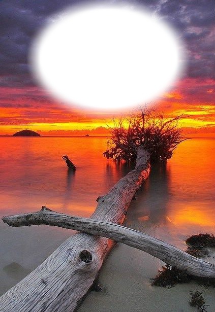 Paysage-coucher de soleil-arbre tombé Fotomontage