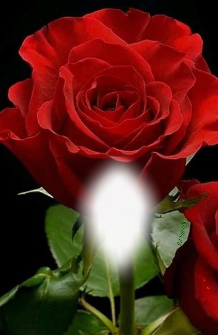 Cc Rosa roja Montaje fotografico