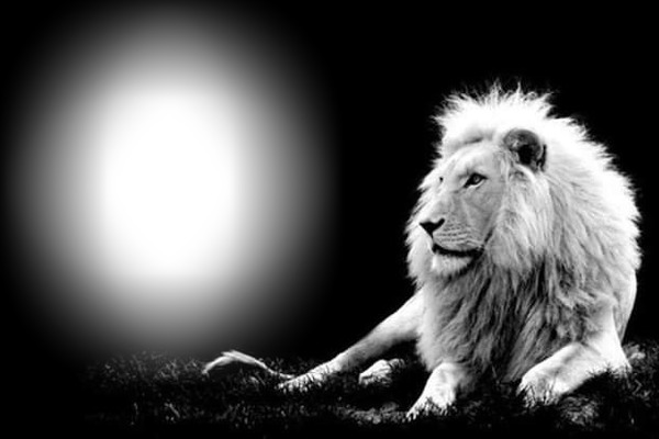 photo lion bouchiba djelfa algerie Photo frame effect