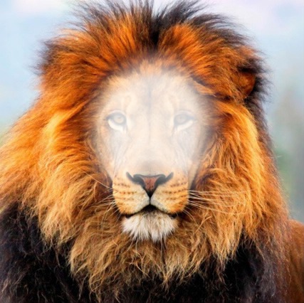 lion Valokuvamontaasi
