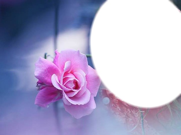 rose rose Fotomontage