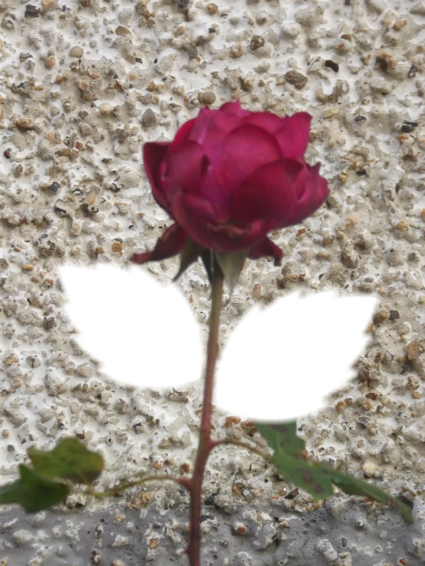 rose Photomontage