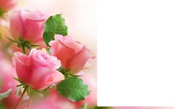 vie en roses Photomontage