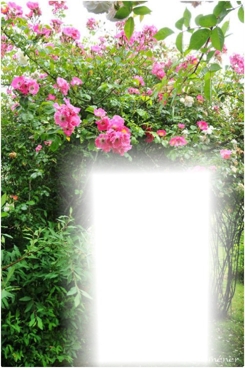 Jardin de Roses. Montage photo