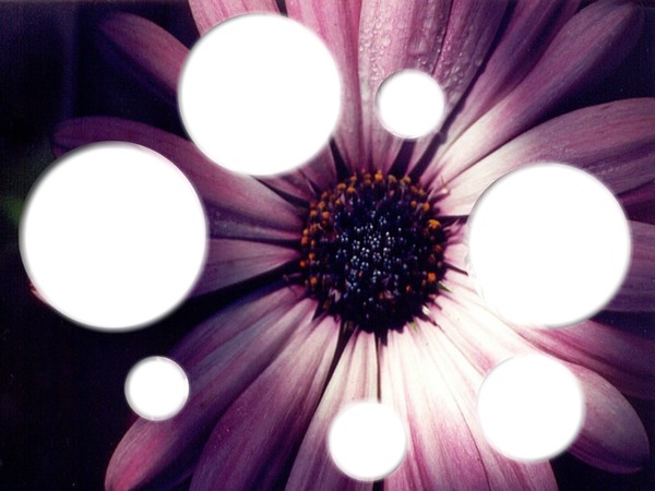 flower rounds Photomontage
