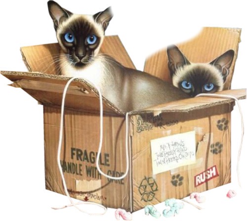 gatos siames caja frame marco Montaje fotografico