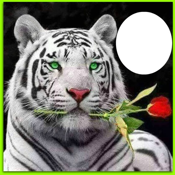 tiger with rose Photo frame effect