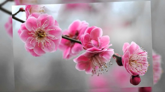 Flor de cerezo Montaje fotografico