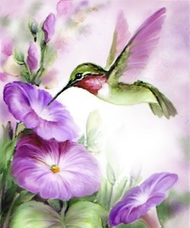 Hummingbird Photo frame effect
