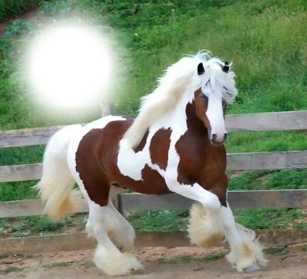caballo Fotomontasje