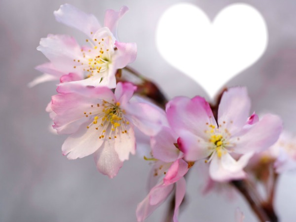 fleur de cerisier Photo frame effect