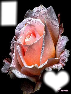 Rose rose scène Montaje fotografico