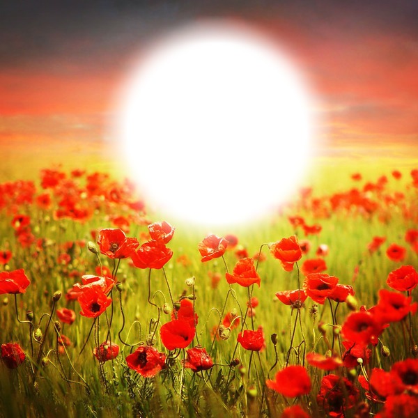 Champs de coquelicots Photomontage