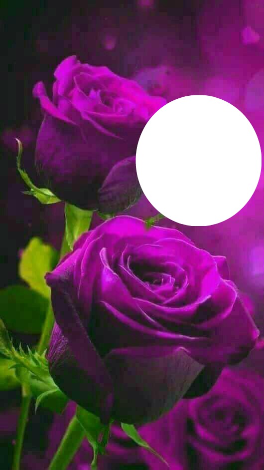 dark purple roses Photo frame effect