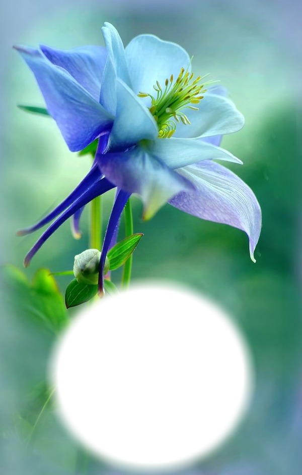 Fleur bleue Montage photo