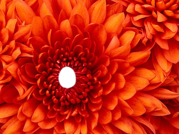 ilyas in a flower Photo frame effect