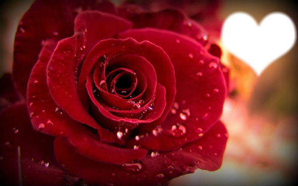 La rose de l'amour Montage photo