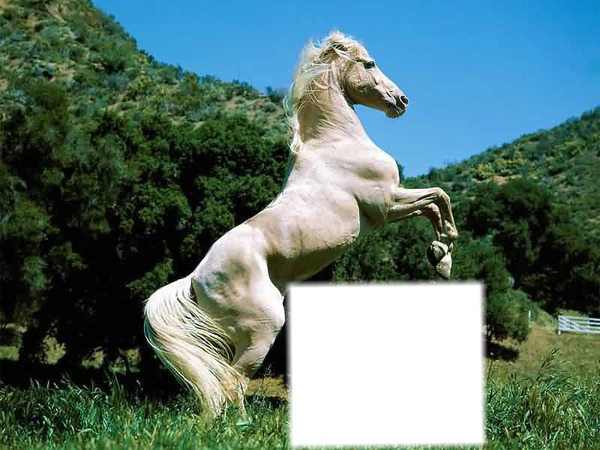 mon cheval 00 Photomontage