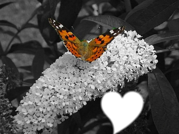 papillons Φωτομοντάζ