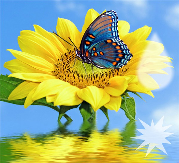 farfalla girasole Fotomontaggio